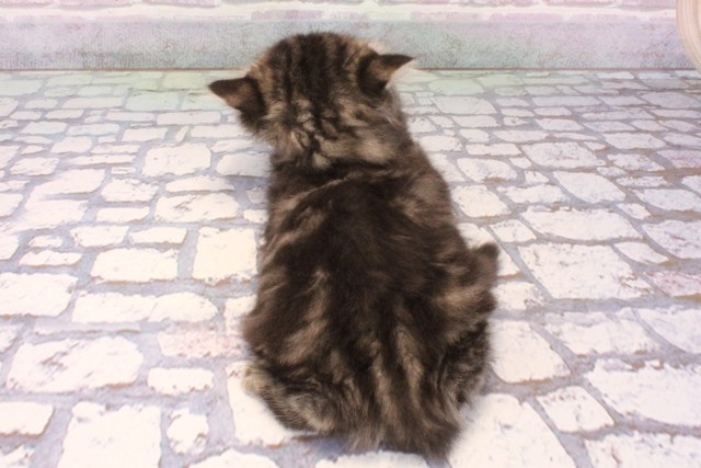 兵庫県のミヌエット (Coo&RIKU神戸三宮店/2025年9月21日生まれ/女の子/ブラウンタビー)の子猫の4枚目の画像