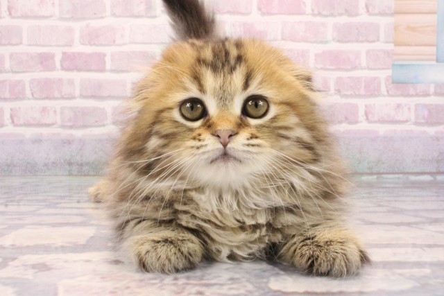 兵庫県のスコティッシュフォールド (Coo&RIKU明石店/2025年9月18日生まれ/女の子/ブラウンマッカレルタビー)の子猫の1枚目の画像