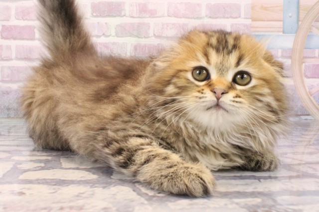 兵庫県のスコティッシュフォールド (Coo&RIKU明石店/2025年9月18日生まれ/女の子/ブラウンマッカレルタビー)の子猫の2枚目の画像