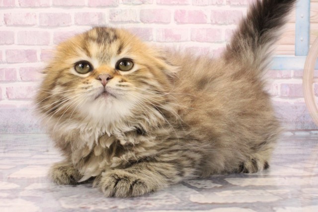 兵庫県のスコティッシュフォールド (Coo&RIKU明石店/2025年9月18日生まれ/女の子/ブラウンマッカレルタビー)の子猫の3枚目の画像