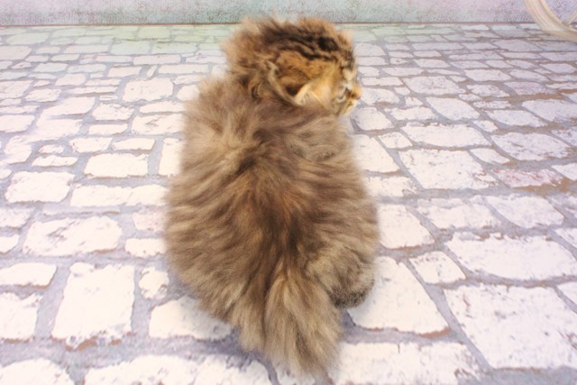 兵庫県のスコティッシュフォールド (Coo&RIKU明石店/2025年9月18日生まれ/女の子/ブラウンマッカレルタビー)の子猫の4枚目の画像