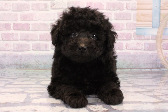 トイ・プードル