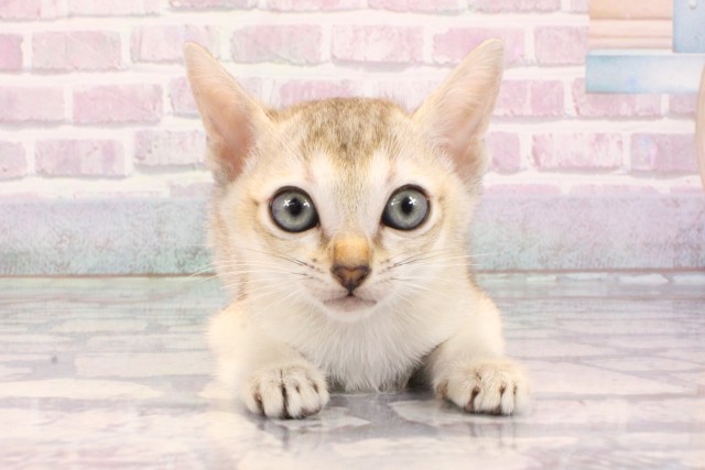 東京都のシンガプーラ (Coo&RIKU中野サンモール店/2025年9月17日生まれ/女の子/セピアアグーティ)の子猫の1枚目の画像