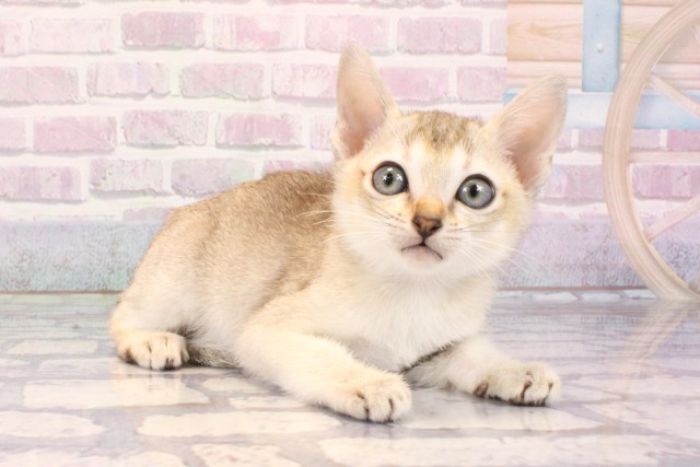 東京都のシンガプーラ (Coo&RIKU中野サンモール店/2025年9月17日生まれ/女の子/セピアアグーティ)の子猫の2枚目の画像