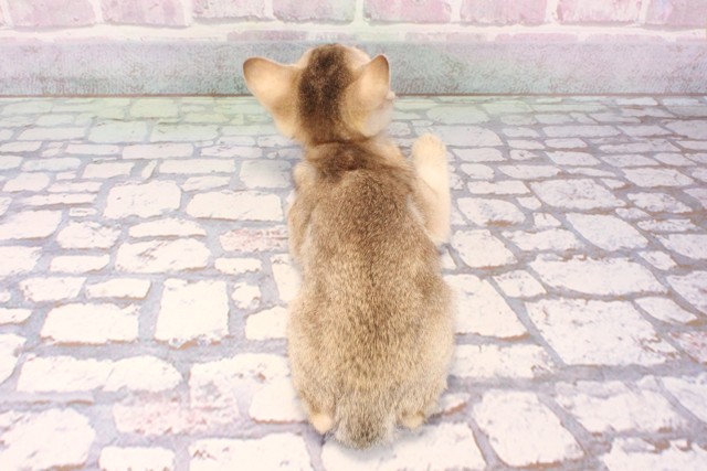 東京都のシンガプーラ (Coo&RIKU中野サンモール店/2025年9月17日生まれ/女の子/セピアアグーティ)の子猫の4枚目の画像