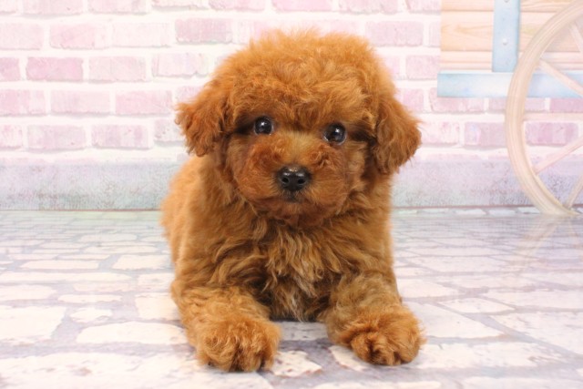 兵庫県のトイプードル(トイ) (Coo&RIKU明石店/2025年9月20日生まれ/男の子/レッド)の子犬の1枚目の画像