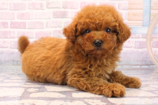 兵庫県のトイプードル(トイ) (Coo&RIKU明石店/2025年9月20日生まれ/男の子/レッド)の子犬の2枚目の画像