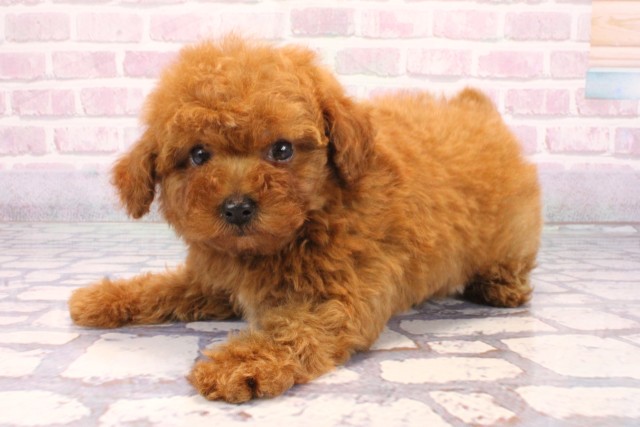 兵庫県のトイプードル(トイ) (Coo&RIKU明石店/2025年9月20日生まれ/男の子/レッド)の子犬の3枚目の画像