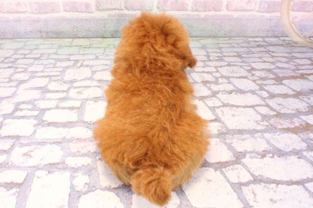 兵庫県のトイプードル(トイ) (Coo&RIKU明石店/2025年9月20日生まれ/男の子/レッド)の子犬の4枚目の画像