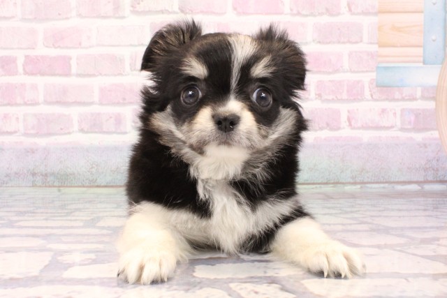 奈良県のチワワ(ロング) (Coo&RIKU奈良富雄南店/2025年9月20日生まれ/女の子/ブラッククリームホワイト)の子犬の1枚目の画像