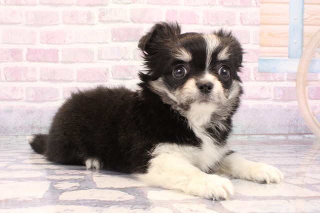 奈良県のチワワ(ロング) (Coo&RIKU奈良富雄南店/2025年9月20日生まれ/女の子/ブラッククリームホワイト)の子犬の2枚目の画像