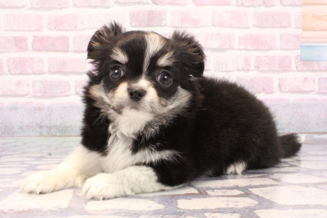 奈良県のチワワ(ロング) (Coo&RIKU奈良富雄南店/2025年9月20日生まれ/女の子/ブラッククリームホワイト)の子犬の3枚目の画像