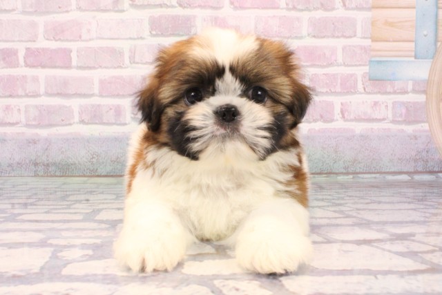 大阪府のシーズー (Coo&RIKU天王寺店/2025年9月16日生まれ/男の子/ゴールドホワイト)の子犬の1枚目の画像