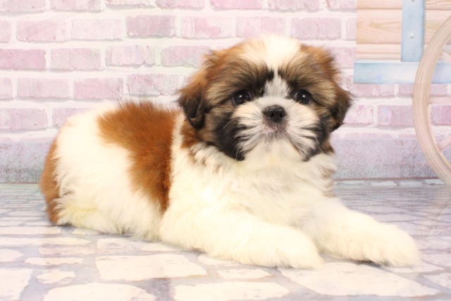 大阪府のシーズー (Coo&RIKU天王寺店/2025年9月16日生まれ/男の子/ゴールドホワイト)の子犬の2枚目の画像