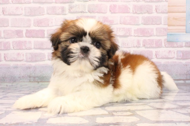 大阪府のシーズー (Coo&RIKU天王寺店/2025年9月16日生まれ/男の子/ゴールドホワイト)の子犬の3枚目の画像