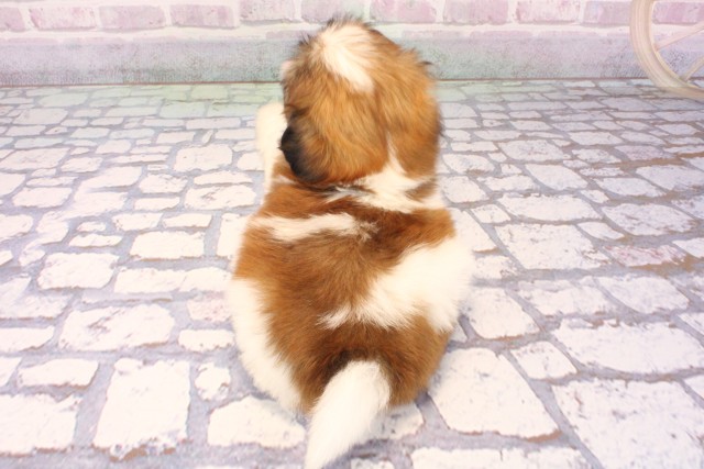 大阪府のシーズー (Coo&RIKU天王寺店/2025年9月16日生まれ/男の子/ゴールドホワイト)の子犬の4枚目の画像