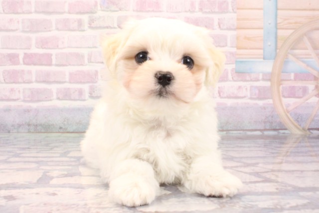 大阪府のマルチーズ (Coo&RIKU天王寺店/2025年9月21日生まれ/男の子/ホワイト)の子犬