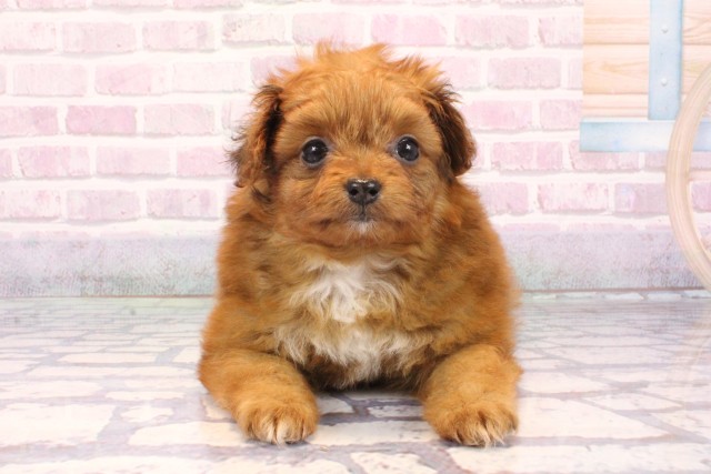 兵庫県のポメプー(ポメラニアン×プードル) (Coo&RIKU明石店/2025年9月19日生まれ/女の子/レッド)の子犬の1枚目の画像