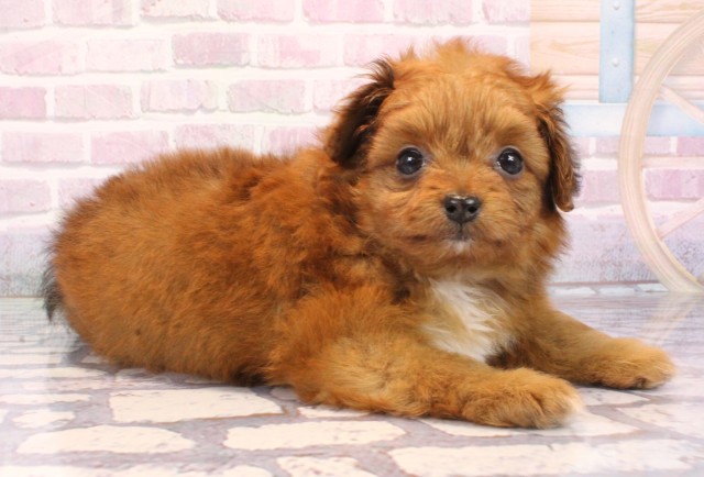 兵庫県のポメプー(ポメラニアン×プードル) (Coo&RIKU明石店/2025年9月19日生まれ/女の子/レッド)の子犬の2枚目の画像