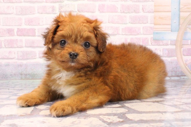 兵庫県のポメプー(ポメラニアン×プードル) (Coo&RIKU明石店/2025年9月19日生まれ/女の子/レッド)の子犬の3枚目の画像