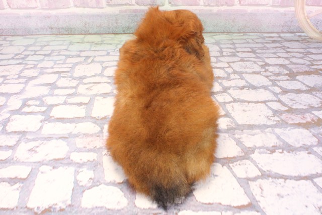 兵庫県のポメプー(ポメラニアン×プードル) (Coo&RIKU明石店/2025年9月19日生まれ/女の子/レッド)の子犬の4枚目の画像