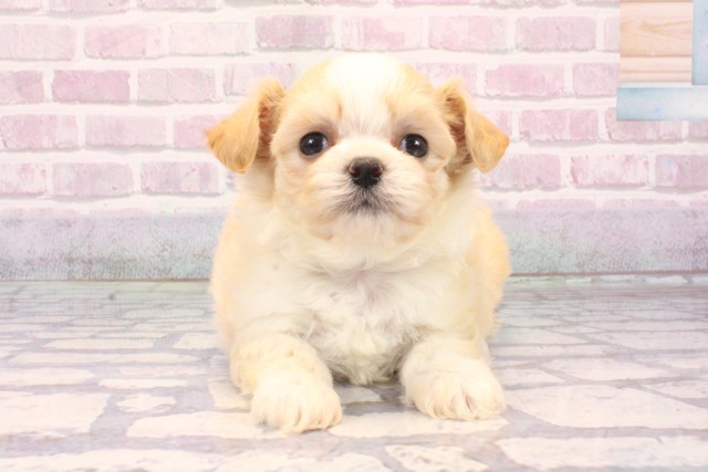 兵庫県のチワプー/プーチー(チワワ×プードル) (Coo&RIKU伊丹店/2025年9月21日生まれ/女の子/クリームホワイト)の子犬の1枚目の画像