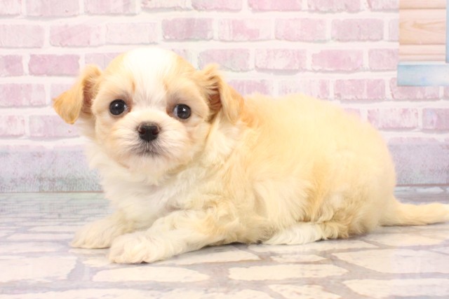 兵庫県のチワプー/プーチー(チワワ×プードル) (Coo&RIKU伊丹店/2025年9月21日生まれ/女の子/クリームホワイト)の子犬の2枚目の画像