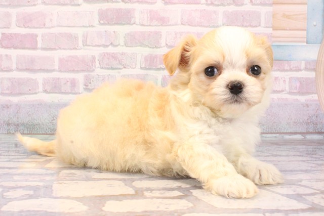 兵庫県のチワプー/プーチー(チワワ×プードル) (Coo&RIKU伊丹店/2025年9月21日生まれ/女の子/クリームホワイト)の子犬の3枚目の画像