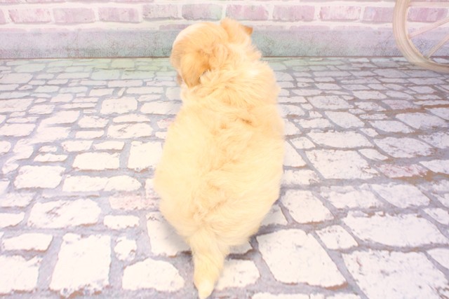 兵庫県のチワプー/プーチー(チワワ×プードル) (Coo&RIKU伊丹店/2025年9月21日生まれ/女の子/クリームホワイト)の子犬の4枚目の画像