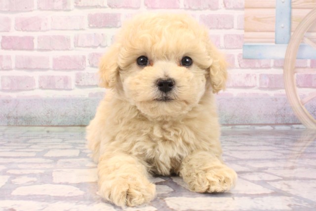 滋賀県のマルプー(マルチーズ×プードル) (Coo&RIKU東近江店/2025年9月19日生まれ/女の子/クリーム)の子犬の1枚目の画像