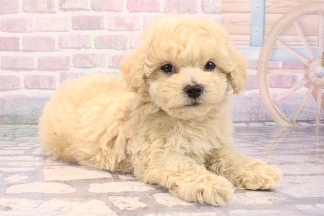 滋賀県のマルプー(マルチーズ×プードル) (Coo&RIKU東近江店/2025年9月19日生まれ/女の子/クリーム)の子犬の2枚目の画像