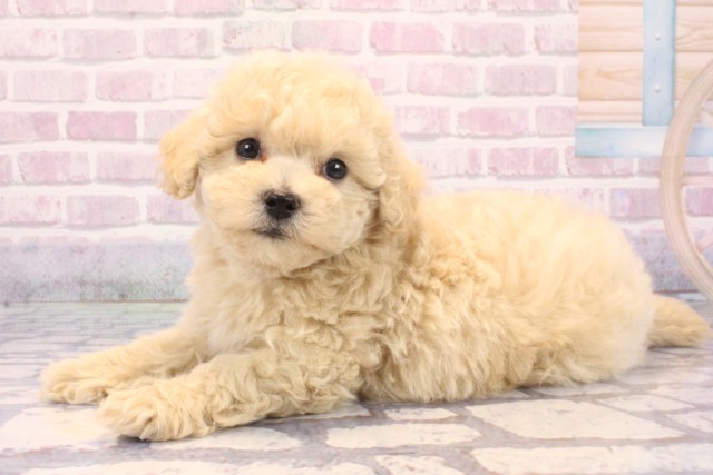 滋賀県のマルプー(マルチーズ×プードル) (Coo&RIKU東近江店/2025年9月19日生まれ/女の子/クリーム)の子犬の3枚目の画像