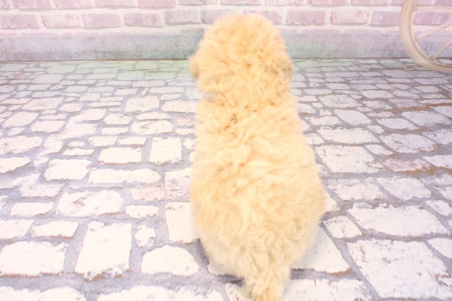 滋賀県のマルプー(マルチーズ×プードル) (Coo&RIKU東近江店/2025年9月19日生まれ/女の子/クリーム)の子犬の4枚目の画像