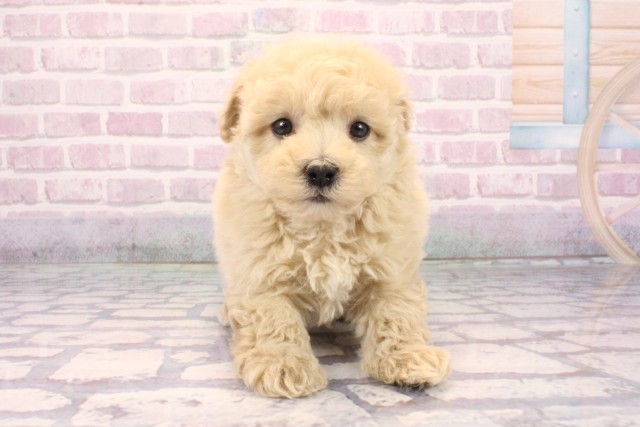 滋賀県のハーフ犬・ミックス犬 (Coo&RIKU長浜店/2025年9月19日生まれ/男の子/クリーム)の子犬の1枚目の画像