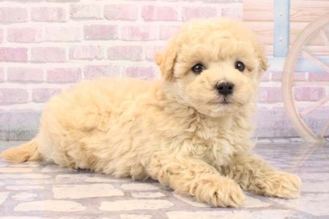 滋賀県のハーフ犬・ミックス犬 (Coo&RIKU長浜店/2025年9月19日生まれ/男の子/クリーム)の子犬の2枚目の画像