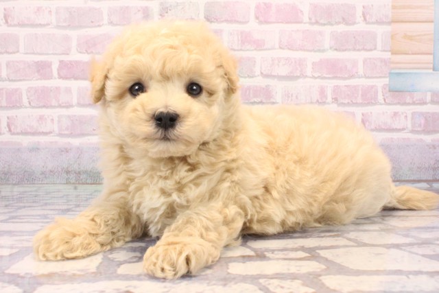 滋賀県のハーフ犬・ミックス犬 (Coo&RIKU長浜店/2025年9月19日生まれ/男の子/クリーム)の子犬の3枚目の画像