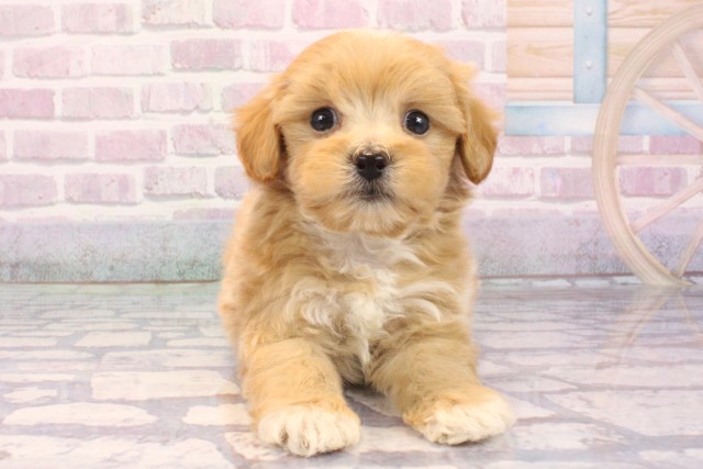 奈良県のハーフ犬・ミックス犬 (Coo&RIKU奈良新庄店/2025年9月18日生まれ/男の子/アプリコット)の子犬の1枚目の画像