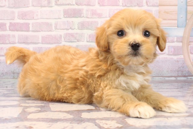 奈良県のハーフ犬・ミックス犬 (Coo&RIKU奈良新庄店/2025年9月18日生まれ/男の子/アプリコット)の子犬の2枚目の画像