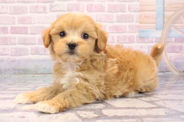 奈良県のハーフ犬・ミックス犬 (Coo&RIKU奈良新庄店/2025年9月18日生まれ/男の子/アプリコット)の子犬の3枚目の画像