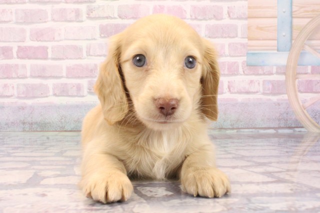 兵庫県のミニチュアダックスフンド(ロング) (Coo&RIKU明石店/2025年9月20日生まれ/男の子/イエロー)の子犬の1枚目の画像