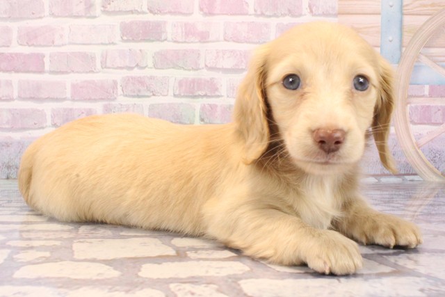 兵庫県のミニチュアダックスフンド(ロング) (Coo&RIKU明石店/2025年9月20日生まれ/男の子/イエロー)の子犬の2枚目の画像