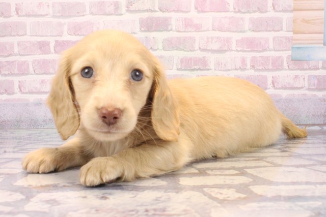 兵庫県のミニチュアダックスフンド(ロング) (Coo&RIKU明石店/2025年9月20日生まれ/男の子/イエロー)の子犬の3枚目の画像