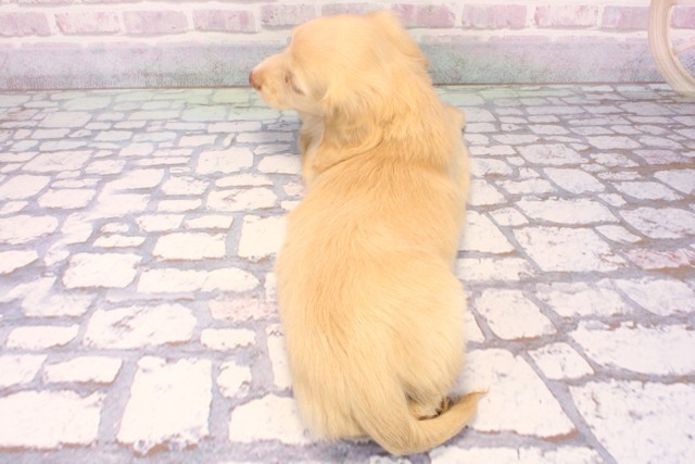 兵庫県のミニチュアダックスフンド(ロング) (Coo&RIKU明石店/2025年9月20日生まれ/男の子/イエロー)の子犬の4枚目の画像