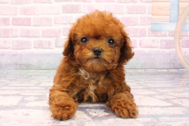 兵庫県のトイプードル(ティーカップ) (Coo&RIKU伊丹店/2025年9月16日生まれ/男の子/レッドフォーンホワイト)の子犬の1枚目の画像