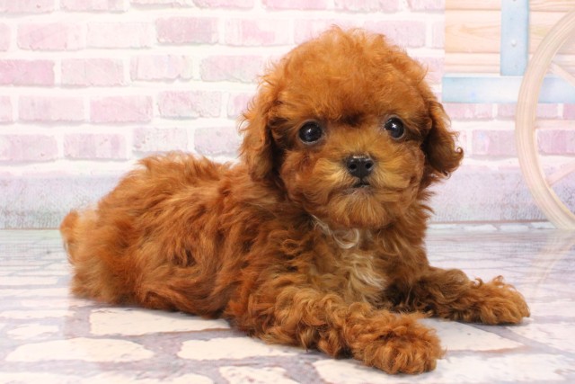 兵庫県のトイプードル(ティーカップ) (Coo&RIKU伊丹店/2025年9月16日生まれ/男の子/レッドフォーンホワイト)の子犬の2枚目の画像