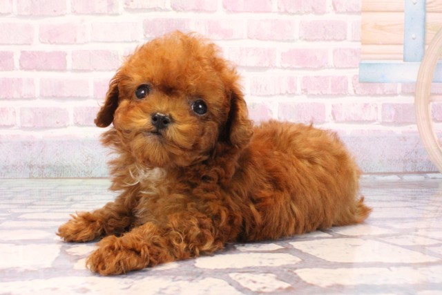 兵庫県のトイプードル(ティーカップ) (Coo&RIKU伊丹店/2025年9月16日生まれ/男の子/レッドフォーンホワイト)の子犬の3枚目の画像