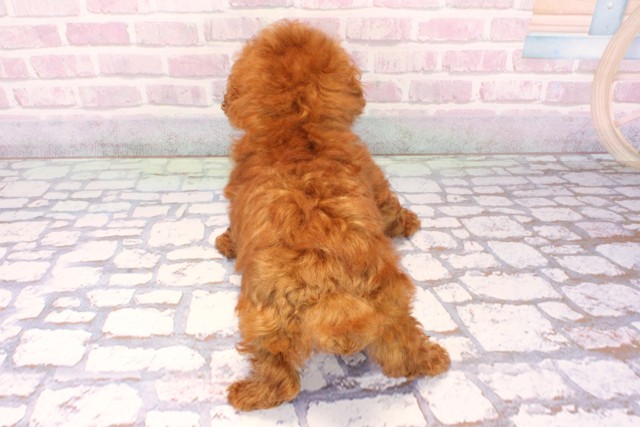 兵庫県のトイプードル(ティーカップ) (Coo&RIKU伊丹店/2025年9月16日生まれ/男の子/レッドフォーンホワイト)の子犬の4枚目の画像