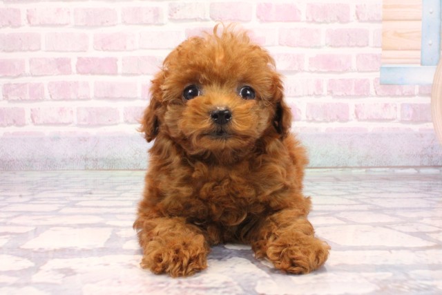 トイ・プードル