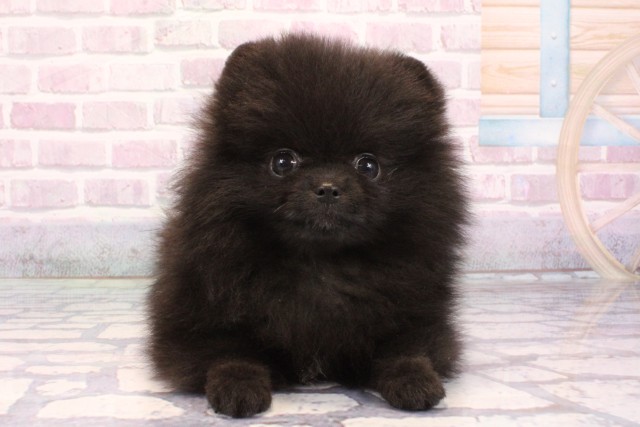 滋賀県のポメラニアン (Coo&RIKU東近江店/2025年9月6日生まれ/女の子/ブラック)の子犬