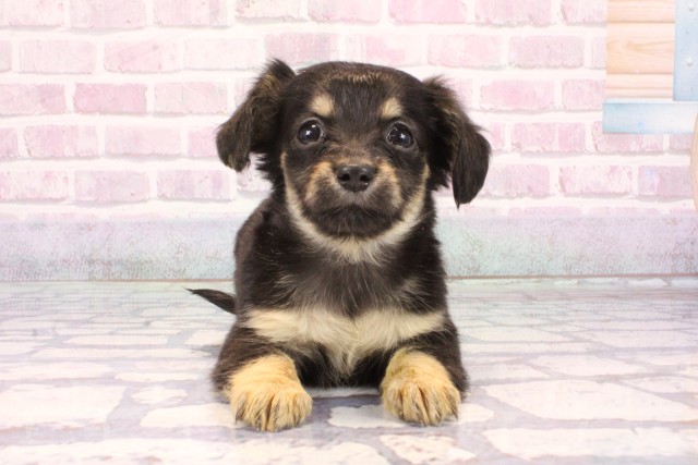 滋賀県のチワックス(チワワ×ダックス) (Coo&RIKU長浜店/2025年9月18日生まれ/女の子/ブラックタン)の子犬の1枚目の画像